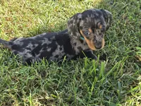 Royal Blue Collar (Price Drop), a female Miniature Dachshund for sale in Charlotte, NC – 2 of 9