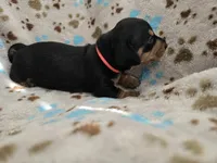 Peach Collar , a female Miniature Dachshund for sale in Charlotte, NC – 2 of 4
