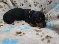 Tan Collar , a male Miniature Dachshund for sale in Charlotte, NC – 3 of 5