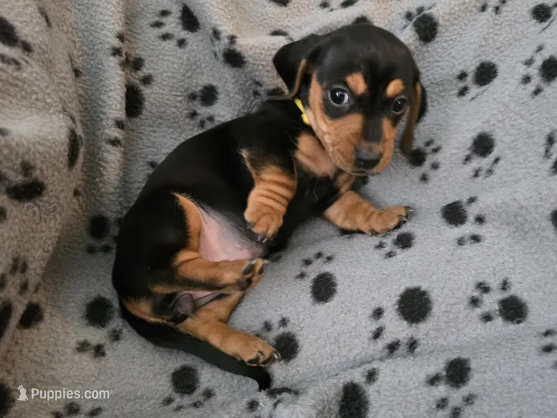 Yellow Collar  – Miniature Dachshund puppy for sale in Charlotte, NC