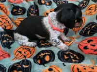 Orange collar (Price Drop), a female Miniature Dachshund for sale in Charlotte, NC – 4 of 10
