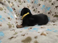 Yellow Collar , a female Miniature Dachshund for sale in Charlotte, NC – 3 of 4