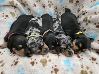 Tan Collar , a male Miniature Dachshund for sale in Charlotte, NC – 4 of 5