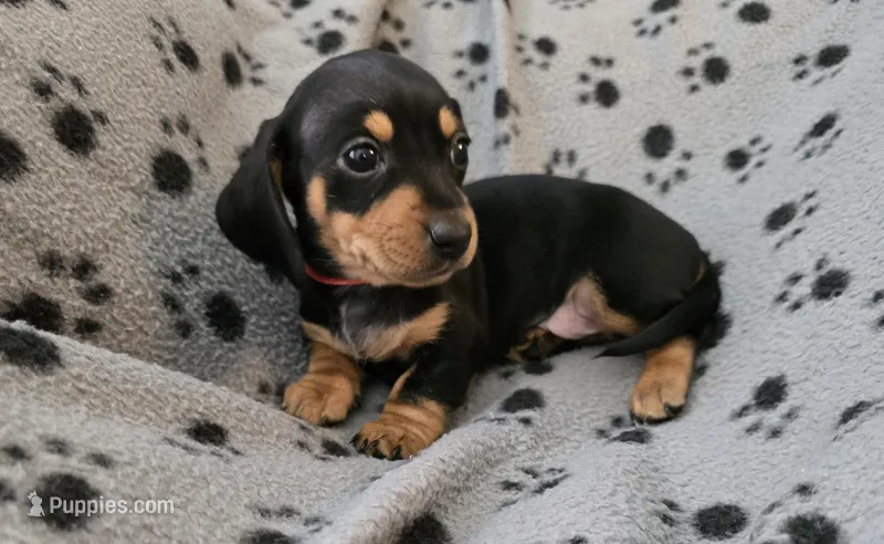 Peach Collar  – Miniature Dachshund puppy for sale in Charlotte, NC