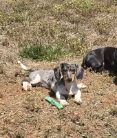 Nawi, a female Miniature Dachshund for sale in Charlotte, NC – 3 of 3