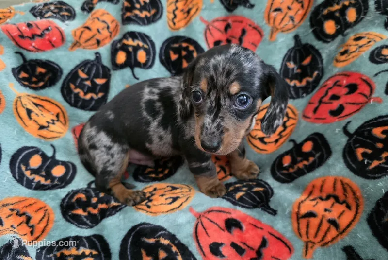 White Collar  – Miniature Dachshund puppy for sale in Charlotte, NC