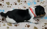 Orange collar , a female Miniature Dachshund for sale in Charlotte, NC – 5 of 5