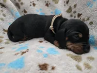 Tan Collar , a male Miniature Dachshund for sale in Charlotte, NC – 2 of 5