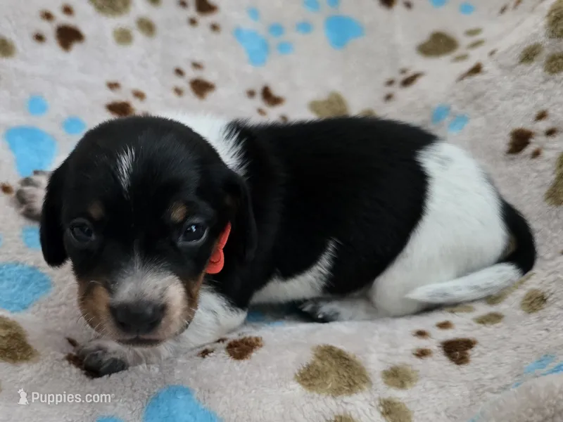 Orange collar  – Miniature Dachshund puppy for sale in Charlotte, NC