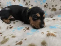 Yellow Collar , a female Miniature Dachshund for sale in Charlotte, NC – 2 of 4
