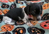 Orange collar (Price Drop), a female Miniature Dachshund for sale in Charlotte, NC – 3 of 10