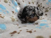 Lavender Collar , a female Miniature Dachshund for sale in Charlotte, NC – 3 of 7