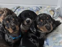 Orange collar (Price Drop), a female Miniature Dachshund for sale in Charlotte, NC – 5 of 10