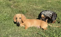 Baako , a male Miniature Dachshund for sale in Charlotte, NC – 2 of 2