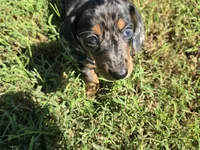 White Collar (Price Drop), a male Miniature Dachshund for sale in Charlotte, NC – 5 of 5