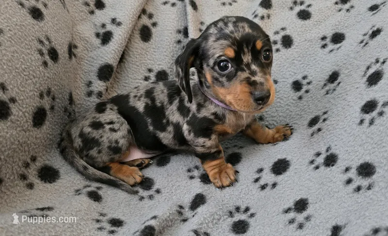 Lavender Collar  – Miniature Dachshund puppy for sale in Charlotte, NC