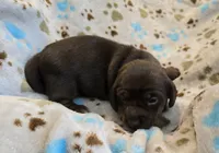 Princess , a female Miniature Dachshund for sale in Charlotte, NC – 2 of 3