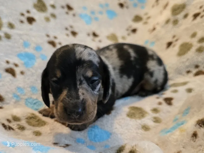 Green collar  – Miniature Dachshund puppy on hold in Charlotte, NC