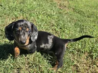 White Collar (Price Drop), a male Miniature Dachshund for sale in Charlotte, NC – 2 of 5