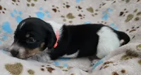 Orange collar , a female Miniature Dachshund for sale in Charlotte, NC – 2 of 5