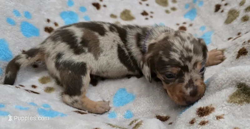 Purple Collar  – Miniature Dachshund puppy for sale in Charlotte, NC