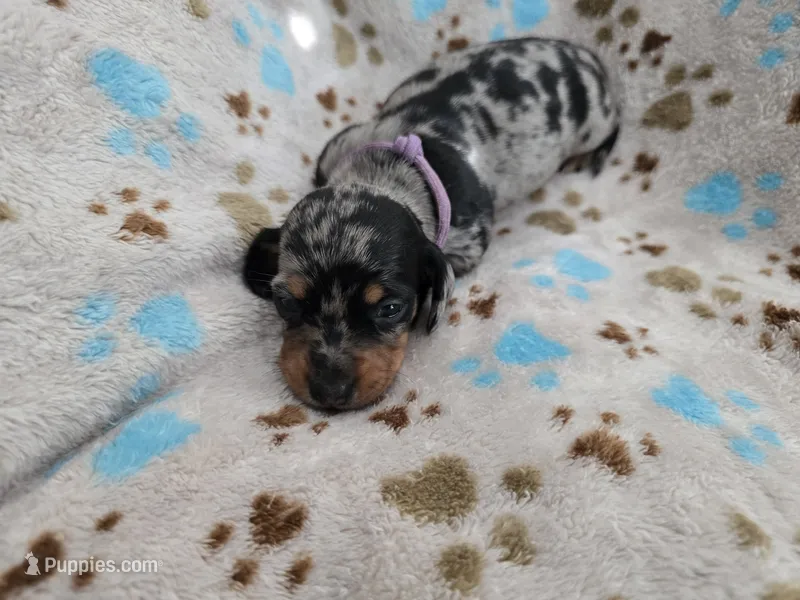 Lavender Collar  – Miniature Dachshund puppy for sale in Charlotte, NC