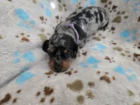 Lavender Collar , a female Miniature Dachshund for sale in Charlotte, NC – 1 of 7
