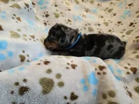Royal Blue collar , a female Miniature Dachshund for sale in Charlotte, NC – 5 of 5