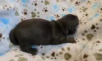Princess , a female Miniature Dachshund for sale in Charlotte, NC – 3 of 3
