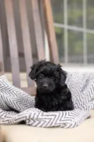 CAMERON "CAM", a male Yorkipoo for sale in Kennedyville, MD – 5 of 5