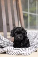 CAMERON "CAM", a male Yorkipoo for sale in Kennedyville, MD – 3 of 5