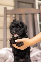 AVA, a female Yorkipoo for sale in Kennedyville, MD – 4 of 7