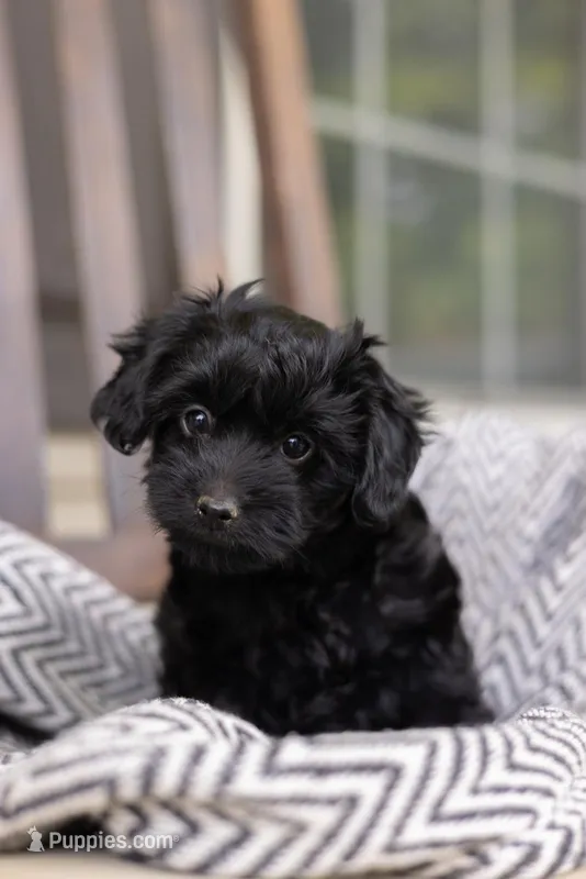 CAMERON "CAM" – Yorkipoo puppy for sale in Kennedyville, MD