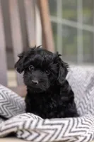 CAMERON "CAM", a male Yorkipoo for sale in Kennedyville, MD – 1 of 5