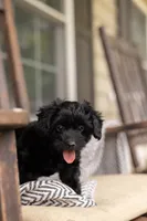 CAMERON "CAM", a male Yorkipoo for sale in Kennedyville, MD – 4 of 5