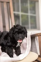 AVA, a female Yorkipoo for sale in Kennedyville, MD – 6 of 7