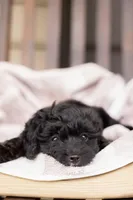 AVA, a female Yorkipoo for sale in Kennedyville, MD – 2 of 7