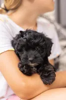 AVA, a female Yorkipoo for sale in Kennedyville, MD – 3 of 7