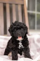AVA, a female Yorkipoo for sale in Kennedyville, MD – 5 of 7
