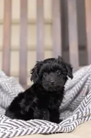 CAMERON "CAM", a male Yorkipoo for sale in Kennedyville, MD – 2 of 5