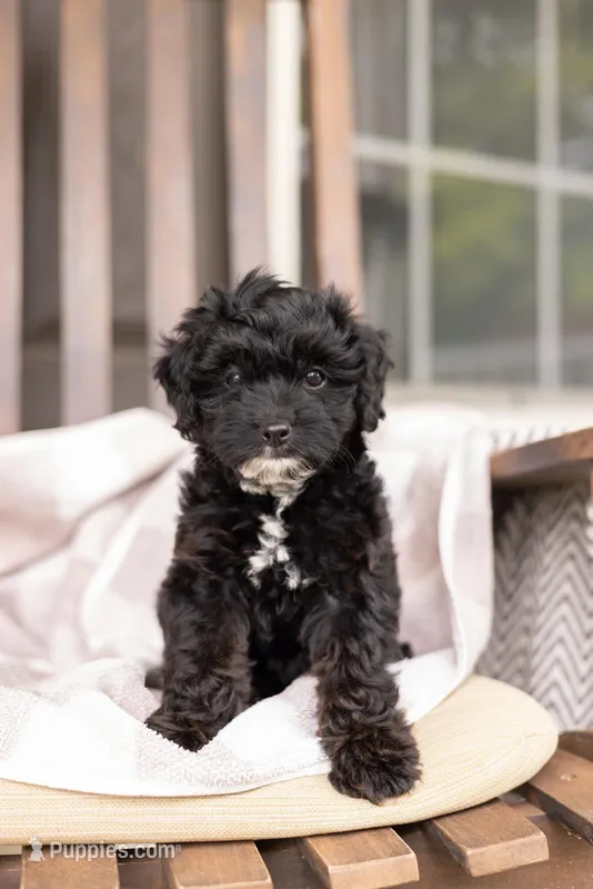 AVA – Yorkipoo puppy for sale in Kennedyville, MD