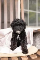 AVA, a female Yorkipoo for sale in Kennedyville, MD – 1 of 7
