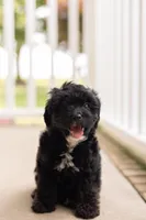 AVA, a female Yorkipoo for sale in Kennedyville, MD – 7 of 7