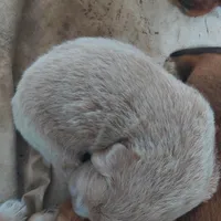 Tibetan , a male Tibetan Mastiff for sale in Riverside, CA – Photo 5 of 8