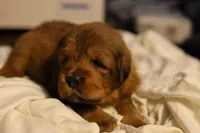 Tibetan , a male Tibetan Mastiff for sale in Riverside, CA – Photo 7 of 8