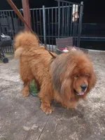 Tibetan , a male Tibetan Mastiff for sale in Riverside, CA – Photo 4 of 8