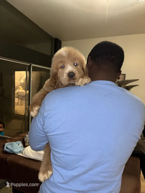 Tibetan  – Tibetan Mastiff puppy for sale in Riverside, CA