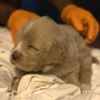 Tibetan , a male Tibetan Mastiff for sale in Riverside, CA – Photo 6 of 8