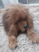 Tibetan , a male Tibetan Mastiff for sale in Riverside, CA – Photo 3 of 8