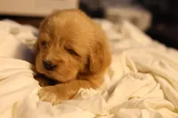 Tibetan , a male Tibetan Mastiff for sale in Riverside, CA – Photo 8 of 8